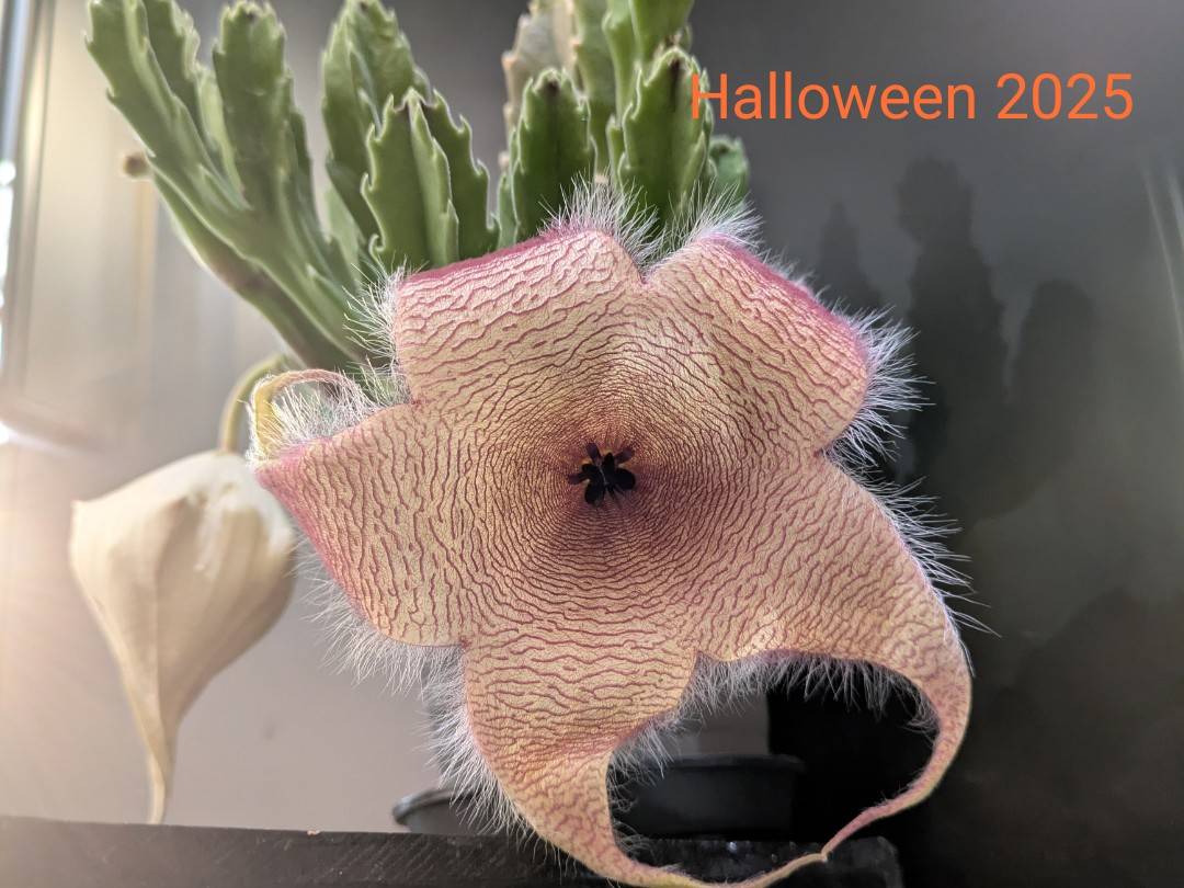 ハロウィンを楽しもう